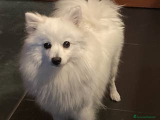 Volpino Italiano cani Cuccioli piccola taglia cedo - Annuncio 2