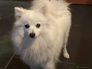 Volpino Italiano cani Cuccioli piccola taglia cedo - Annuncio 26