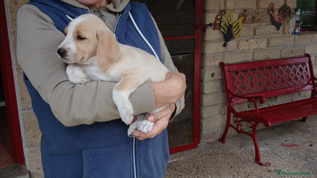 Meticcio cani in regalo: ADINA NON VUOLE CRESCERE IN CANILE, IN ADOZIONE - Annuncio 4