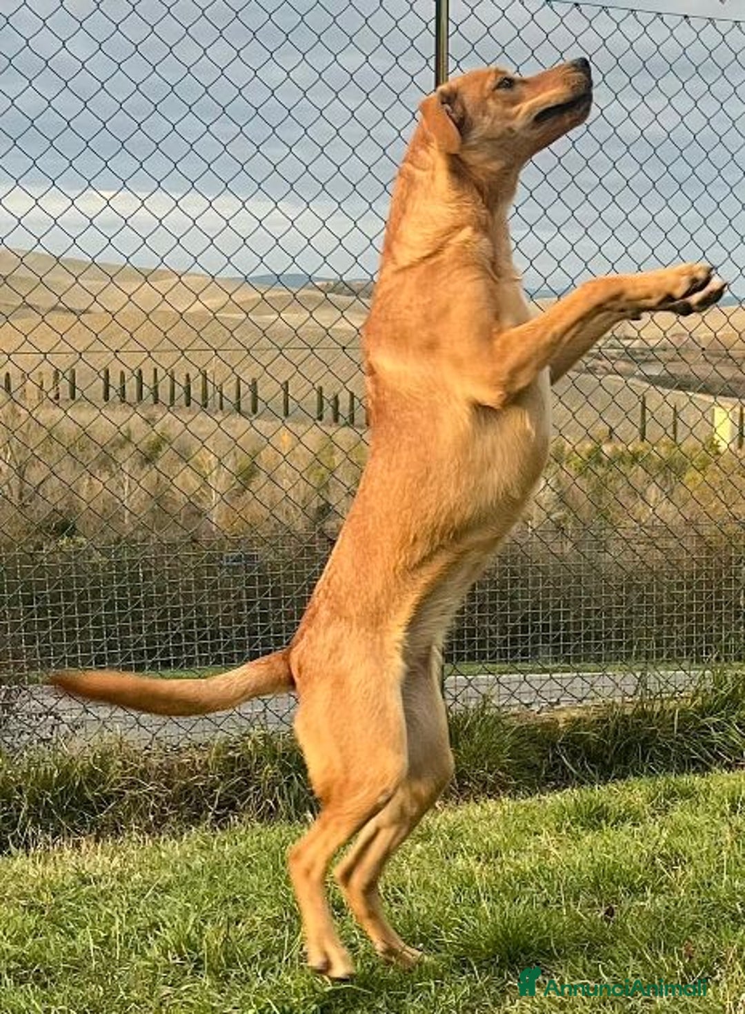 Meticcio cani in regalo: Cleopatra un'esplosione di simpatia! - Annuncio 3