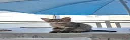Europeo gatti in regalo: Regalo 2 gattine ❤️ a Provincia di Modena - Annuncio 2