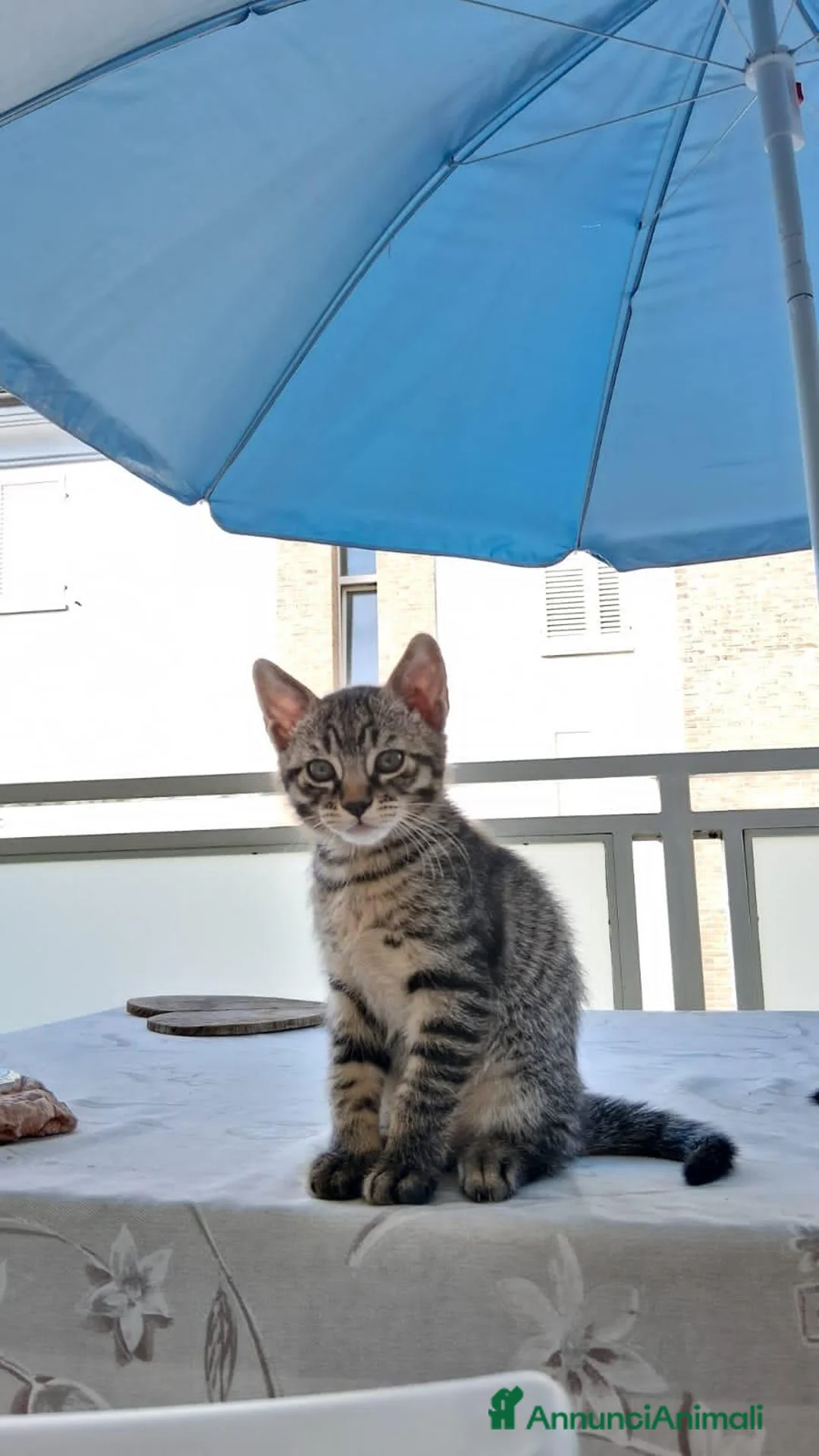 Europeo gatti in regalo: Regalo 2 gattine ❤️ a Provincia di Modena - Annuncio 2