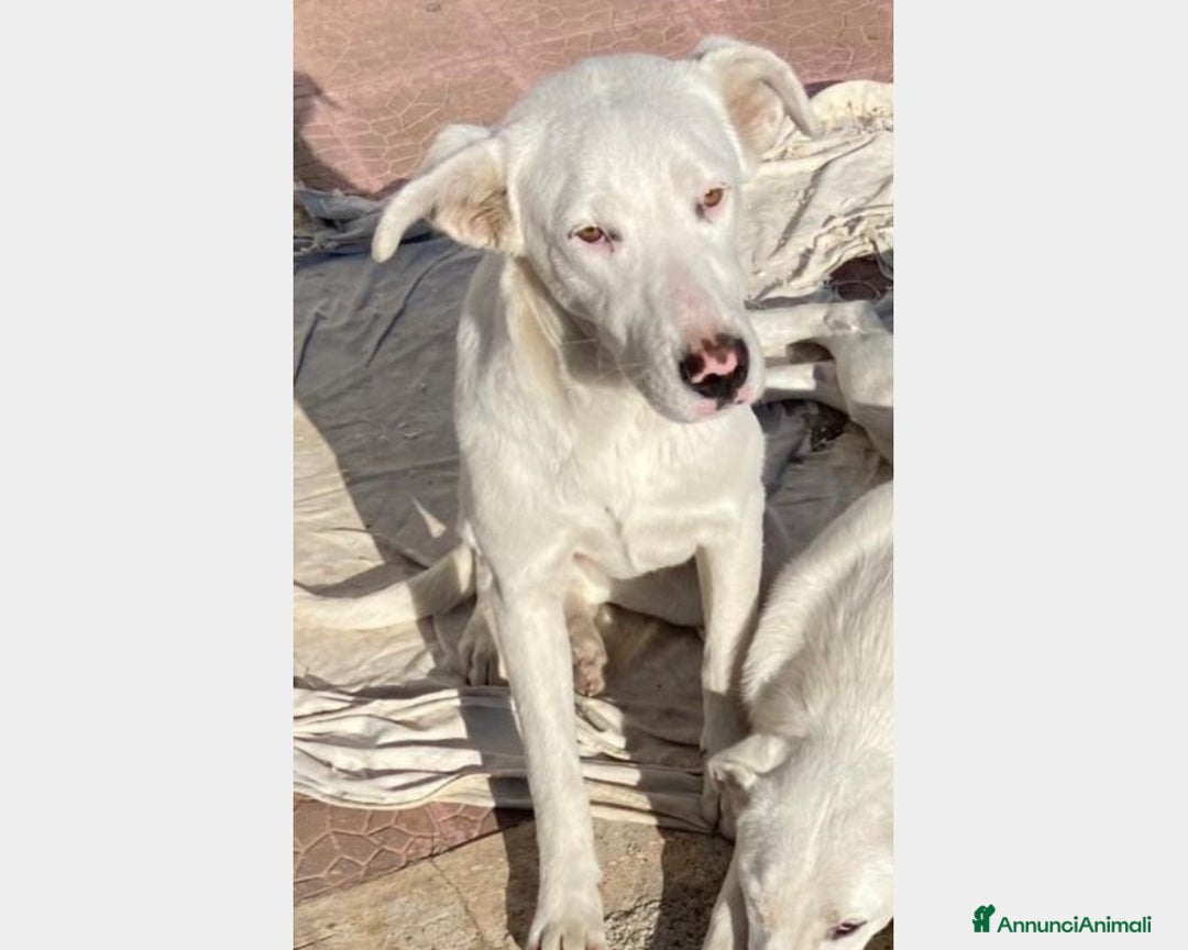 Labrador cani in regalo:  Clara, splendida labradorina in adozione a Latina - Immagine 4