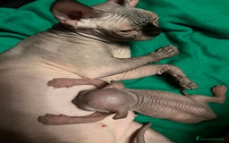 Sphynx gatti in vendita: Sphynx  - Immagine 2