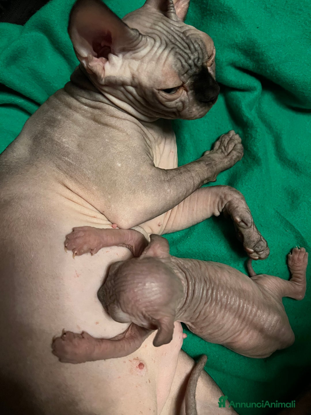 Sphynx gatti in vendita: Sphynx  - Annuncio 2