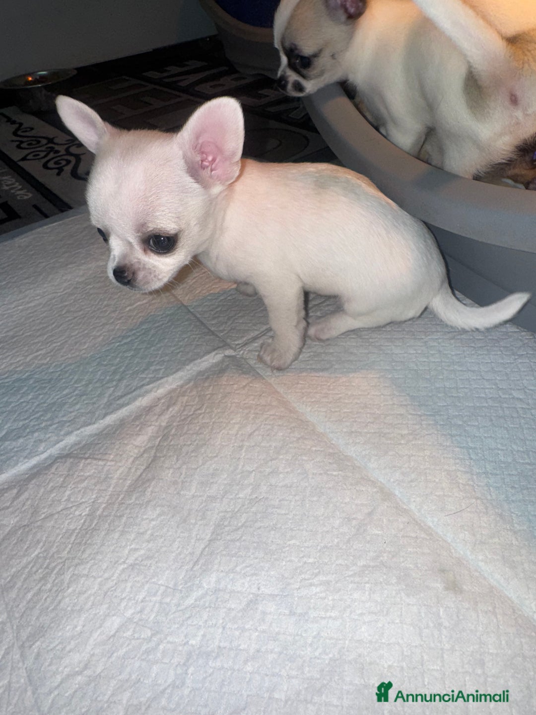 Chihuahua cani in vendita: Cucciole di chihuahua - Annuncio 7