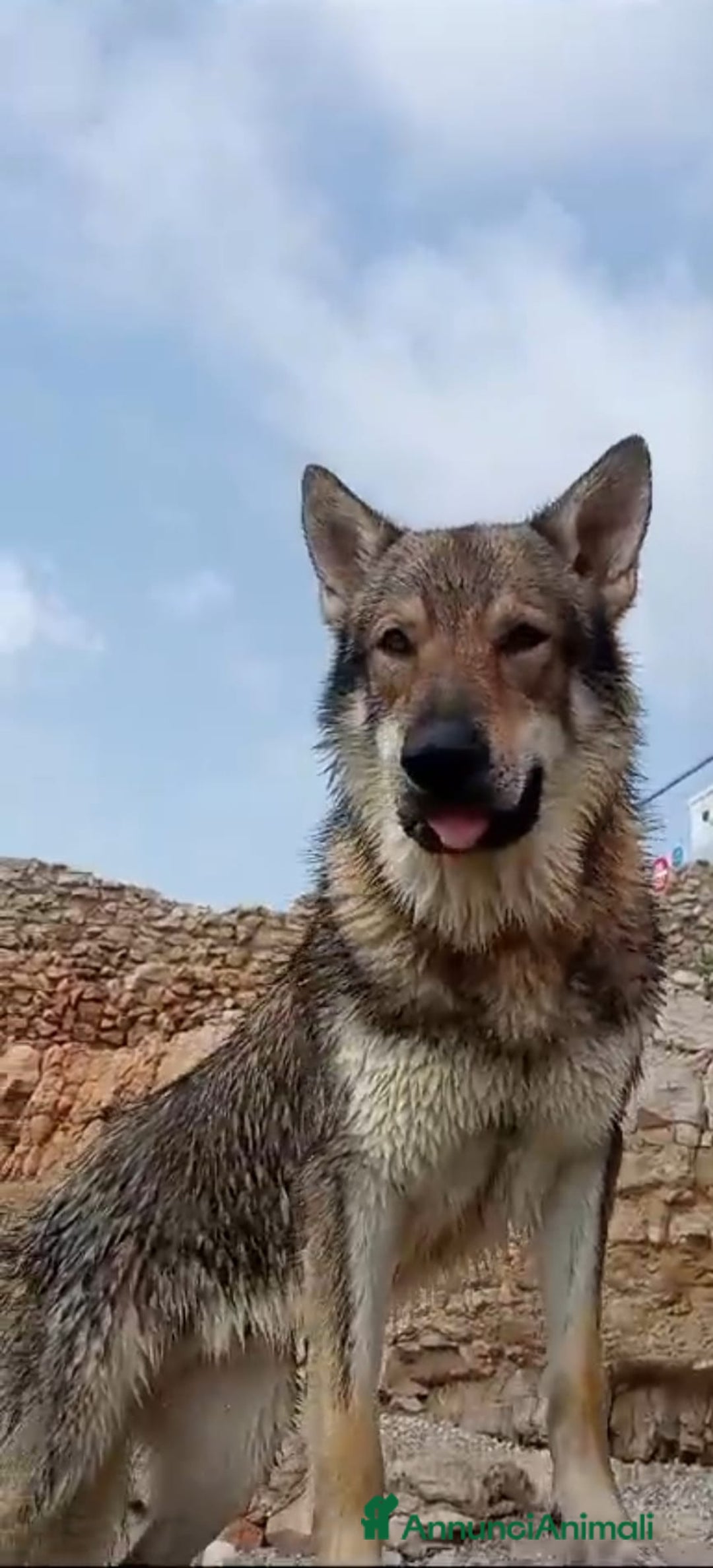 Lupo Cecoslovacco cani per accoppiamento: STALLONE - Annuncio 3