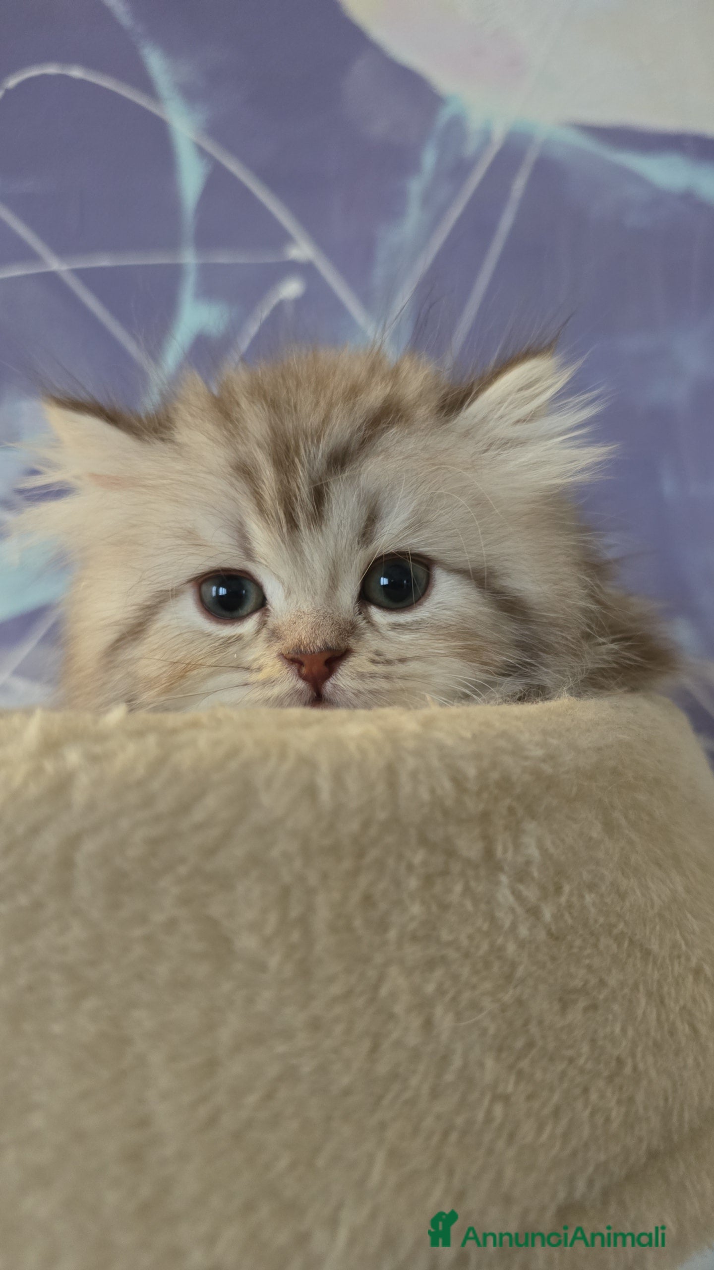 Scottish gatti Scottish Fold e Straight  - Annuncio 30