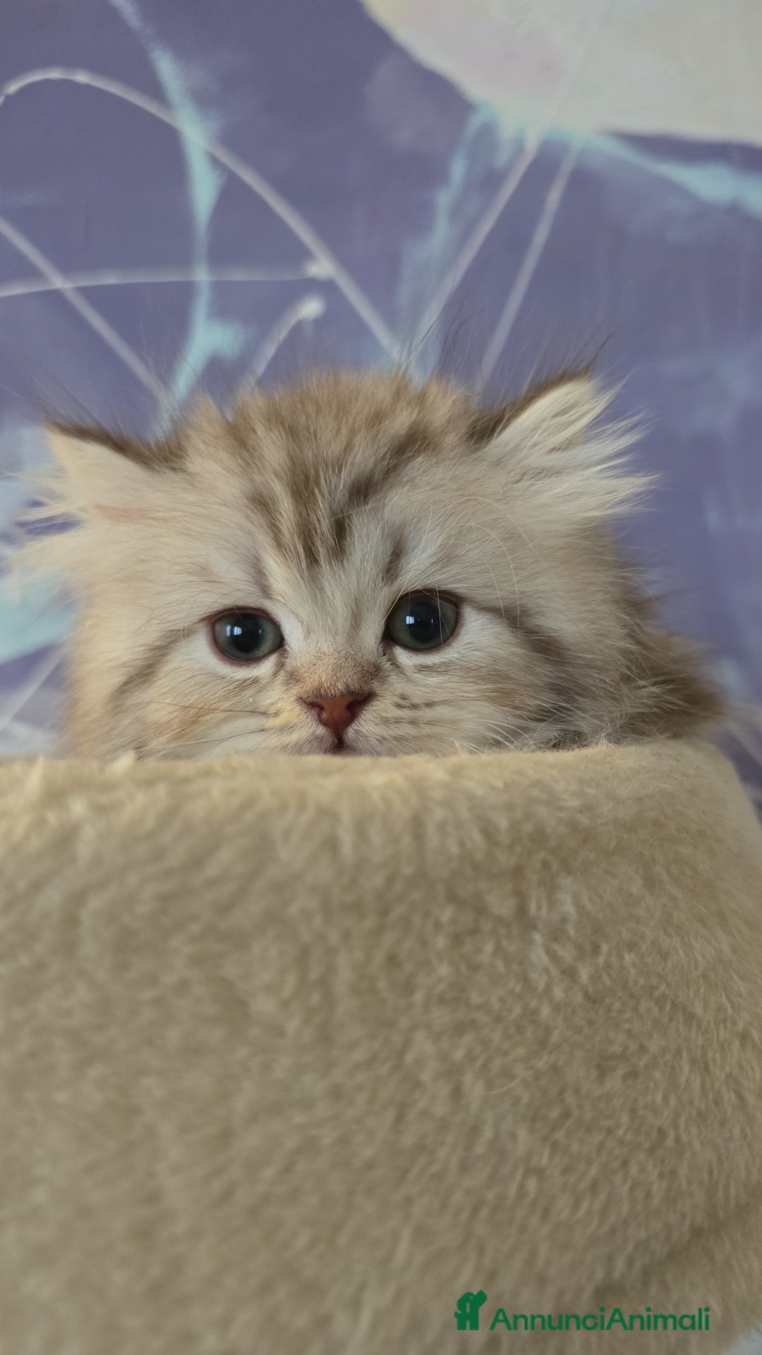 Scottish gatti in vendita: Scottish Fold e Straight  - Annuncio 1