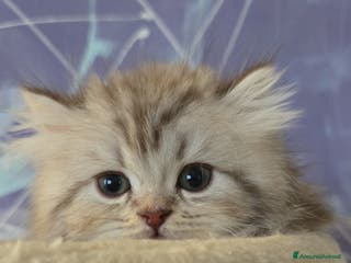 Scottish gatti Scottish Fold e Straight - Annuncio 15