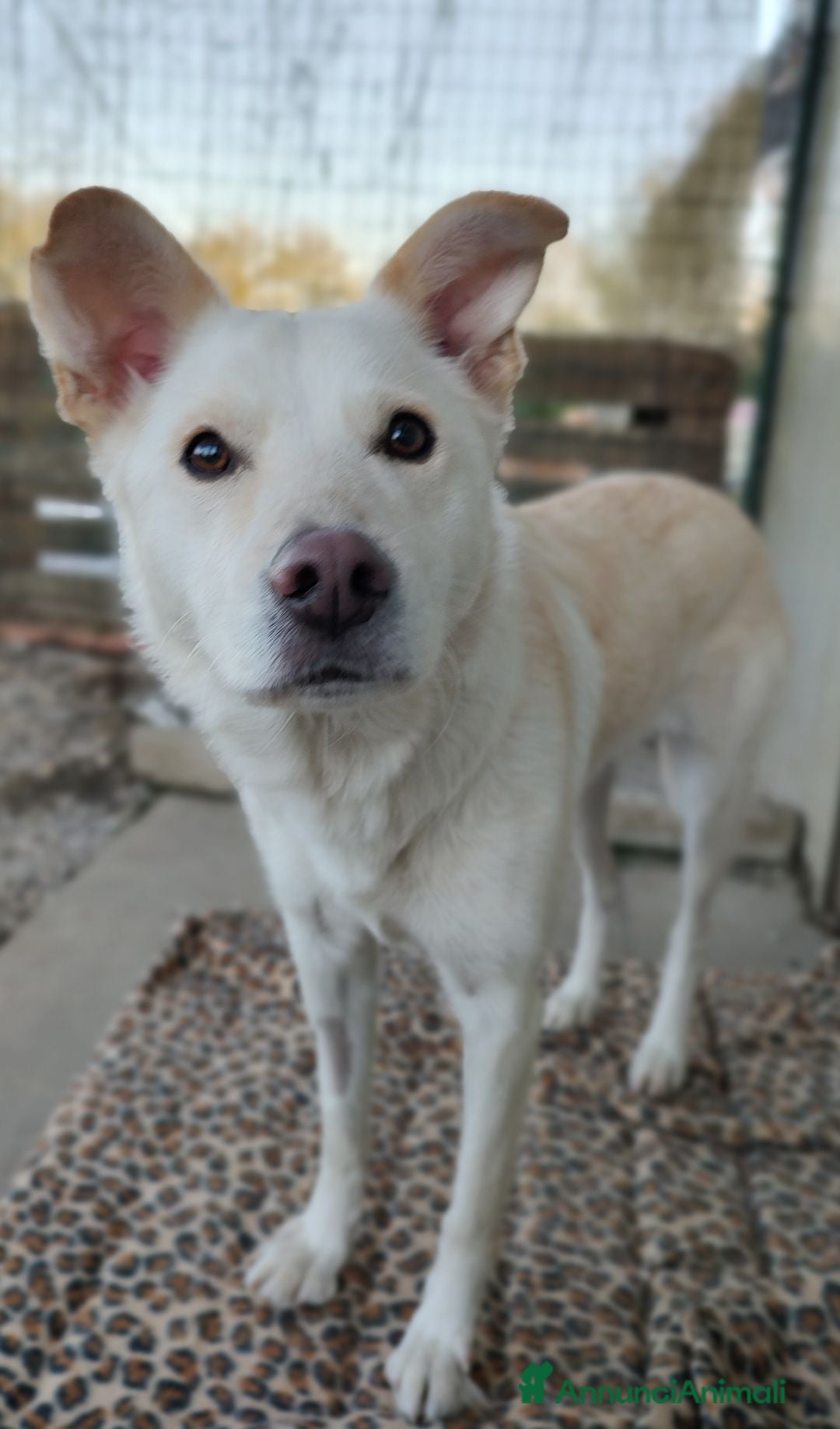 Meticcio cani Adotta Alba a Provincia di Treviso - Annuncio 35