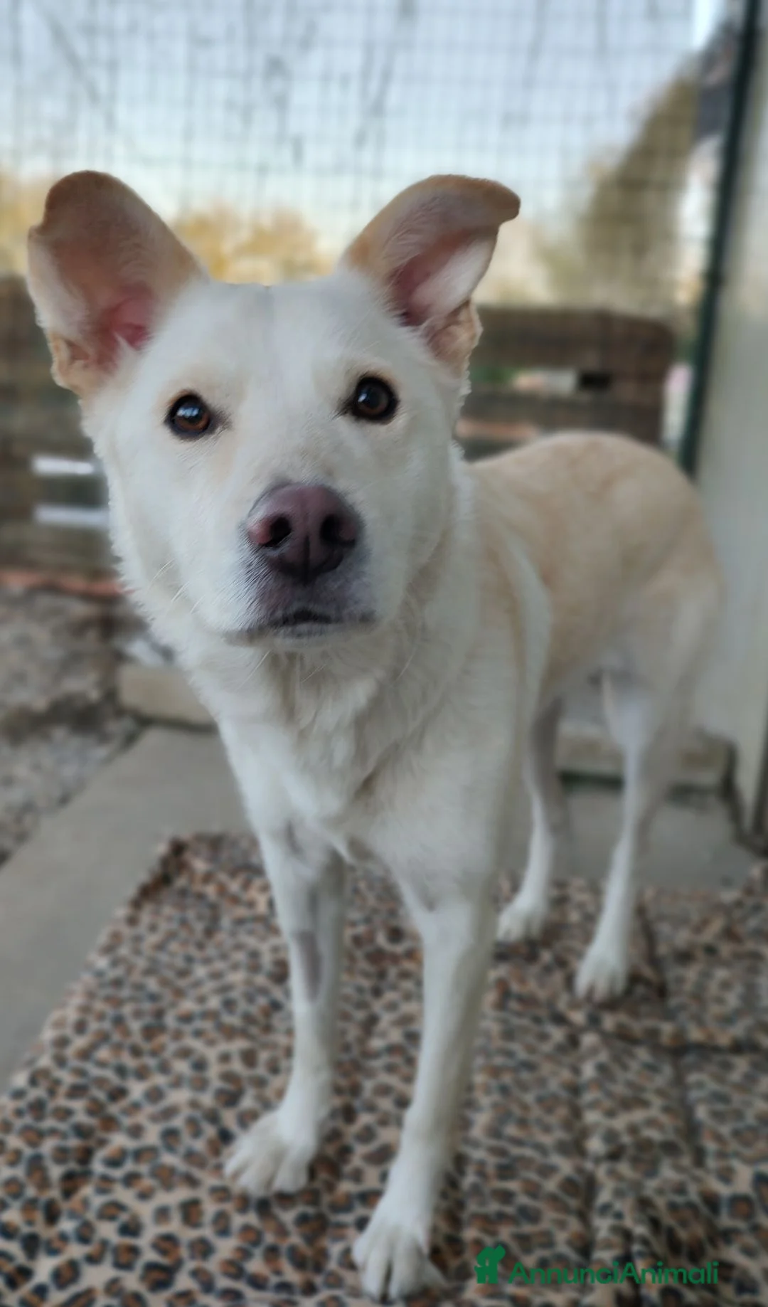 Meticcio cani in regalo: Adotta Alba a Provincia di Treviso - Annuncio 1