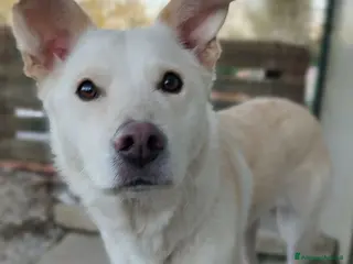 Meticcio cani Adotta Alba a Provincia di Treviso - Annuncio 30
