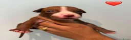 Pitbull cani in vendita: Cuccioli pitbull - Annuncio 14