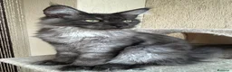 Maine Coon gatti in vendita: Maine Coon  - Annuncio 3