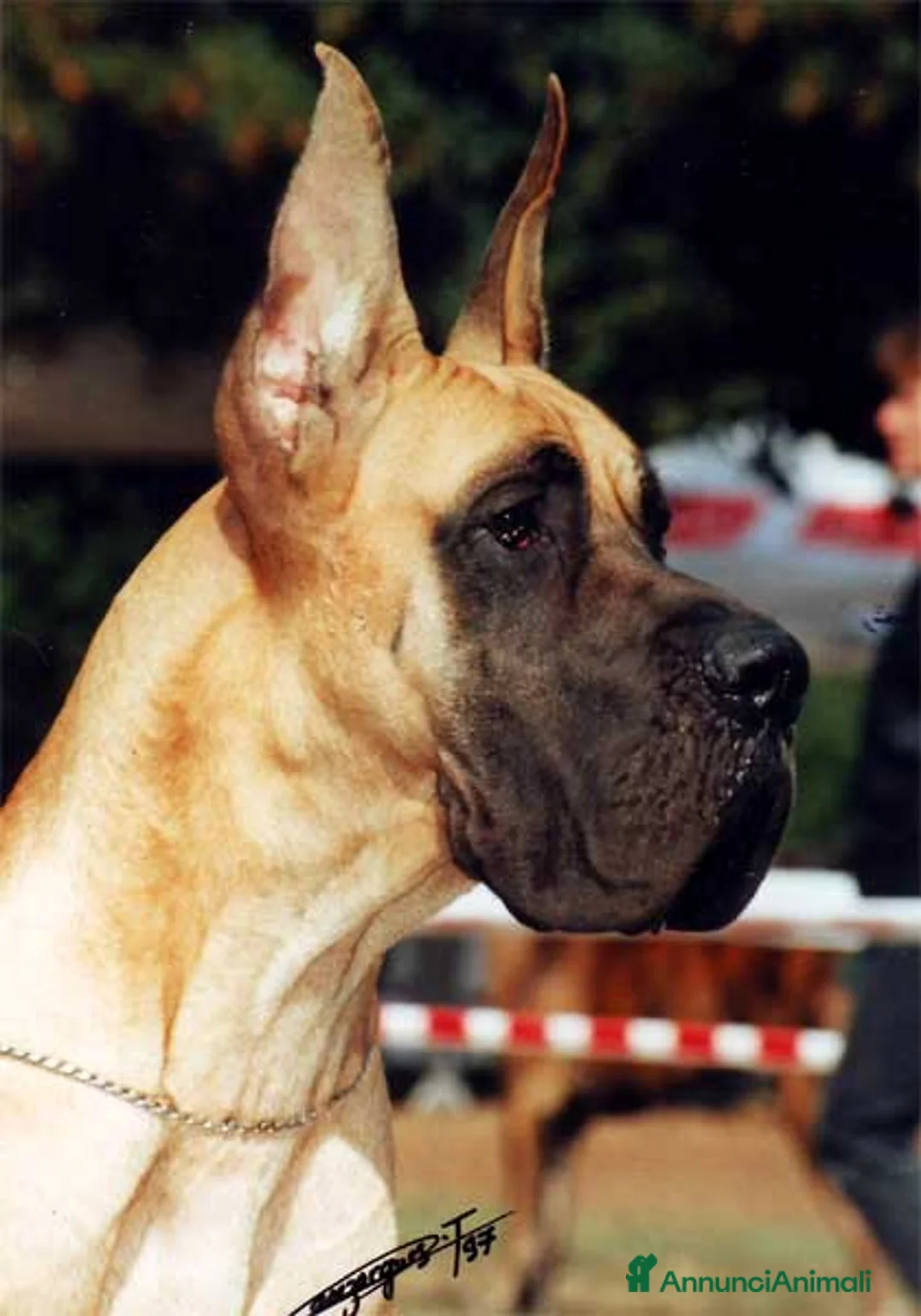 Immagine della galleria {{count}}