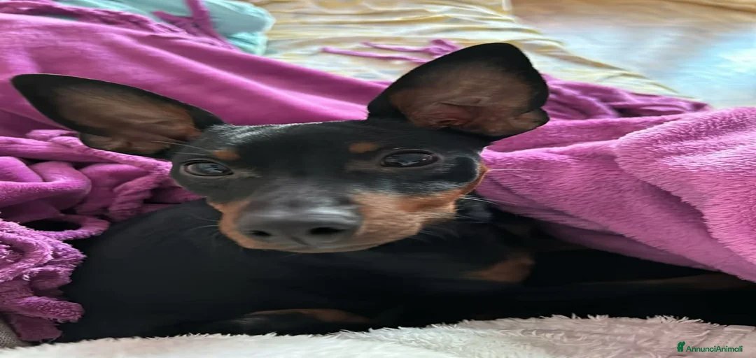 Immagine della galleria {{count}}