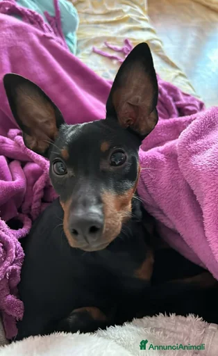 Immagine della galleria {{count}}