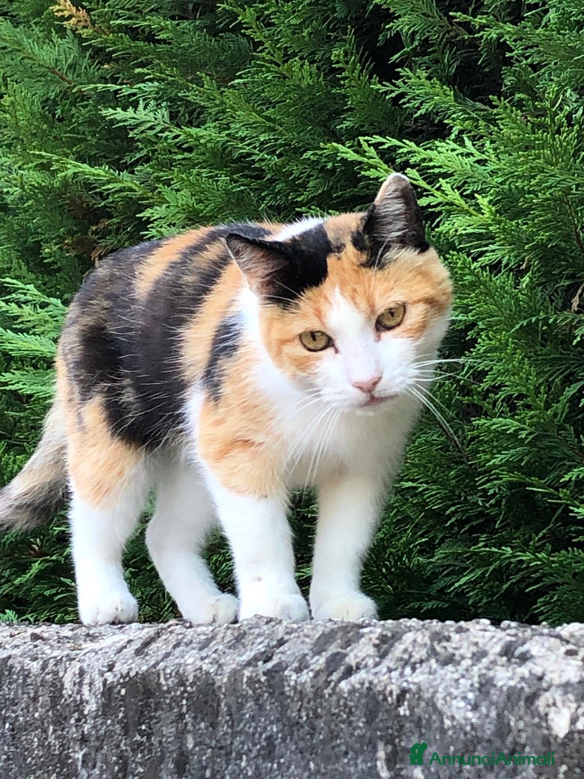Altre razze gatti SOLO PER CHI HA UN 💖  - Annuncio 1