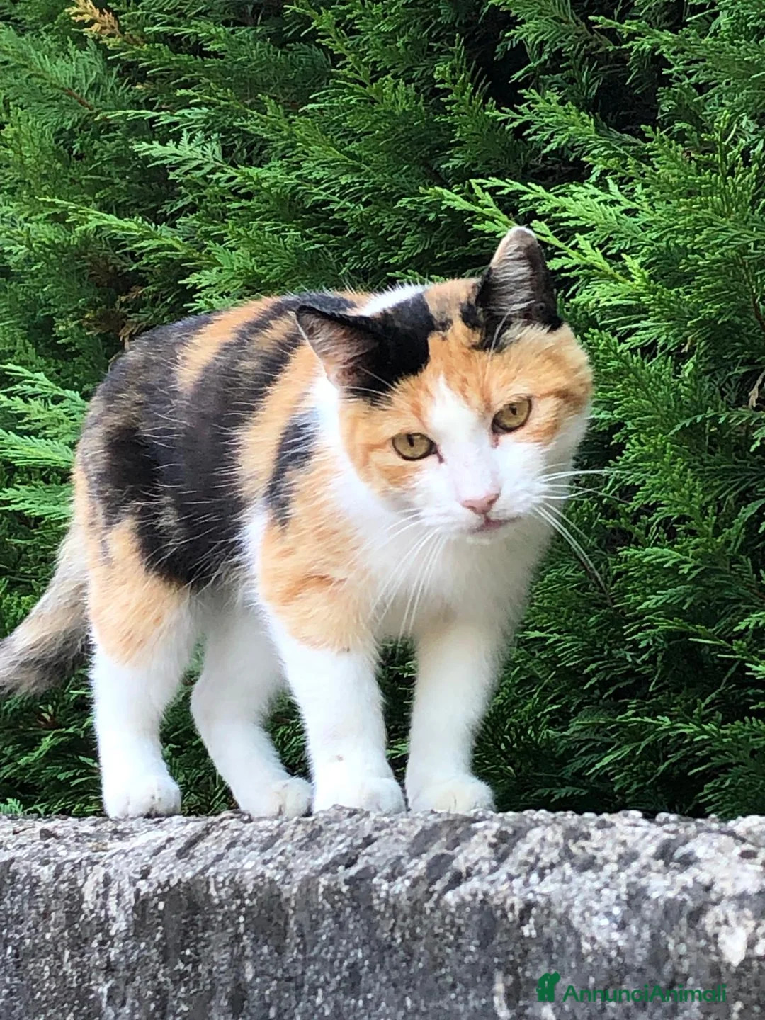 Altre razze gatti in regalo: SOLO PER CHI HA UN 💖  - Annuncio 1