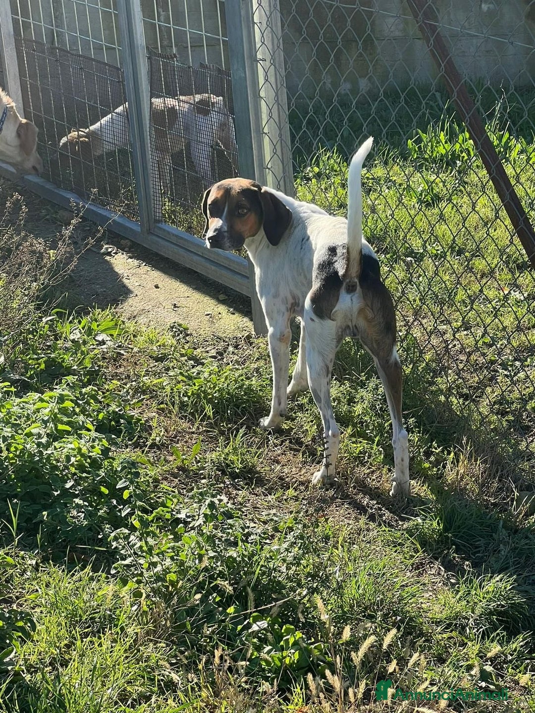 Meticcio cani in regalo: TWIST cercava un po'di cibo accalappiato! - Annuncio 4