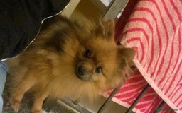 Volpino Pomerania cani in vendita: Per cambio casa  - Immagine 1