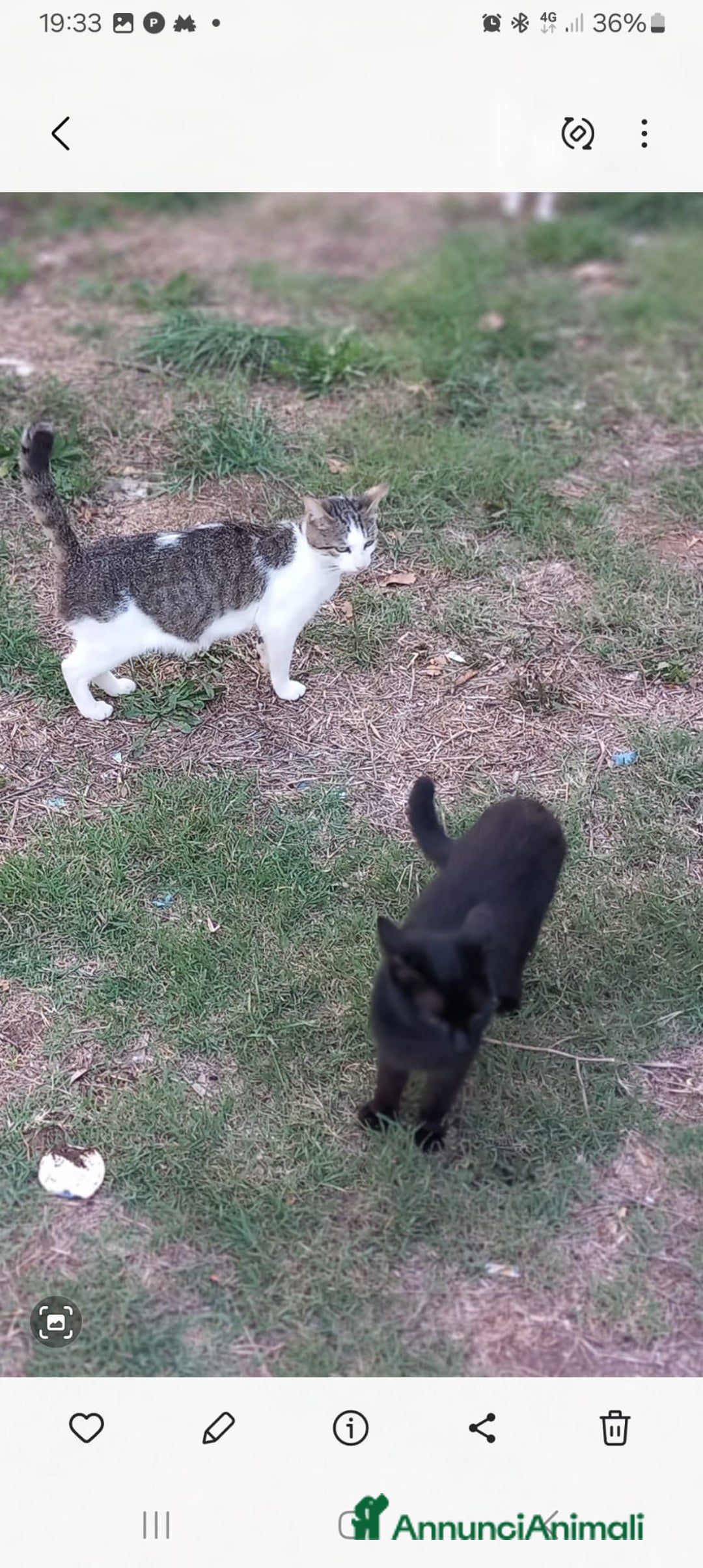 Europeo gatti in regalo: 3 simpatici tigratini - Annuncio 10