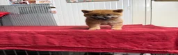 Shiba Inu cani in vendita: Shiba inu - Annuncio 7