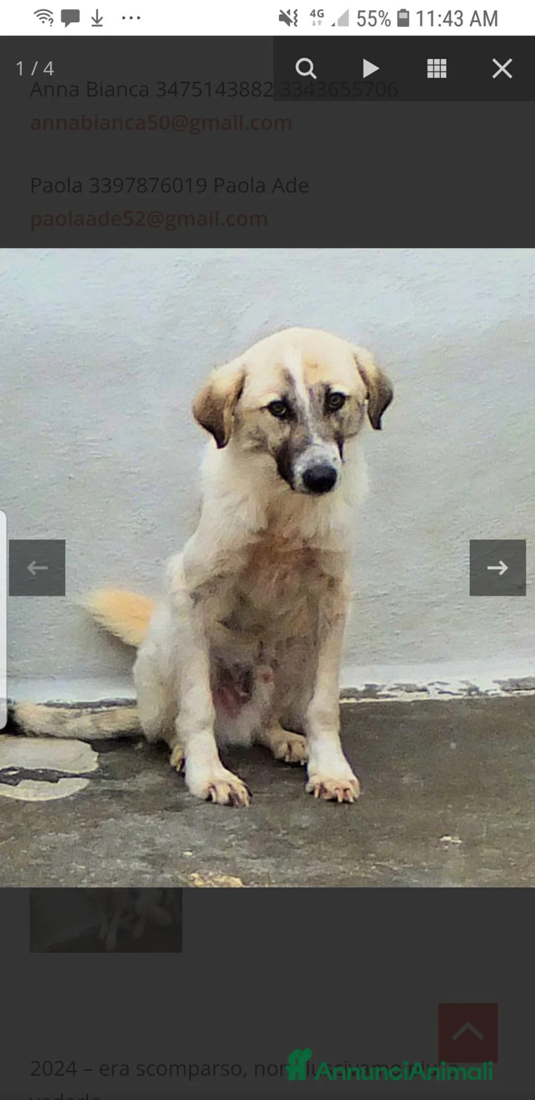 Meticcio cani in regalo: Adozione d'amore a Provincia autonoma di Bolzano - Alto Adige - Annuncio 4