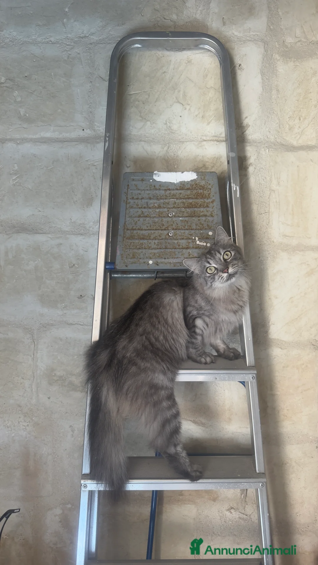 Meticcio gatti in regalo: Micini affettuosi a Città metropolitana di Roma Capitale - Annuncio 4