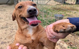 Meticcio cani in regalo: ADOTTA IL TENERO CORFU' a Città metropolitana di Milano - Immagine 7