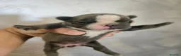 Bulldog Francese cani in vendita: Bulldog francese  a Città Metropolitana di Napoli - Annuncio 1