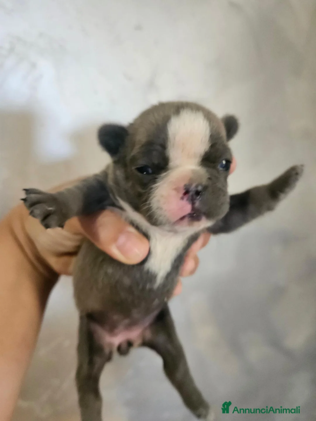 Bulldog Francese cani in vendita: Bulldog francese  a Città Metropolitana di Napoli - Annuncio 1