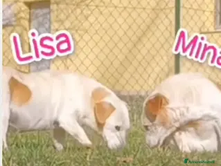 Meticcio cani ADOZ.DEL💔:povere piccole,10an in box ad aspettare - Annuncio 11