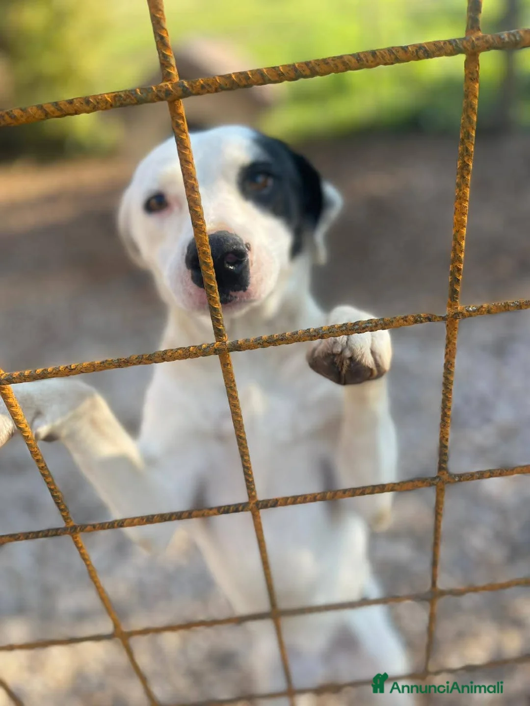 Meticcio cani in regalo: Taglia media contenuta 1 anno e mezzo  - Annuncio 1