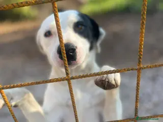 Meticcio cani Taglia media contenuta 1 anno e mezzo - Annuncio 2