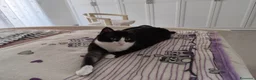 Europeo gatti in regalo: Micha e Rainbow hanno bisogno di una nuova casa! - Annuncio 18
