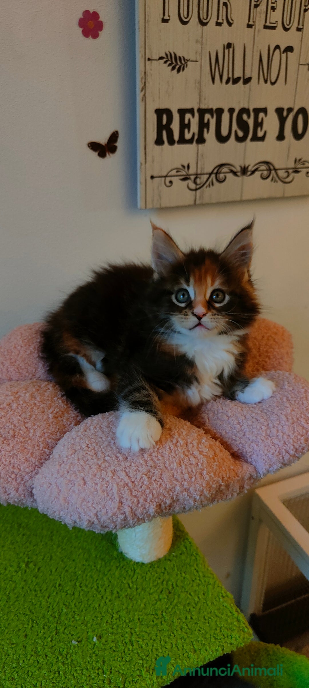 Maine Coon gatti in vendita: piccoli giganti Cattery - Annuncio 9