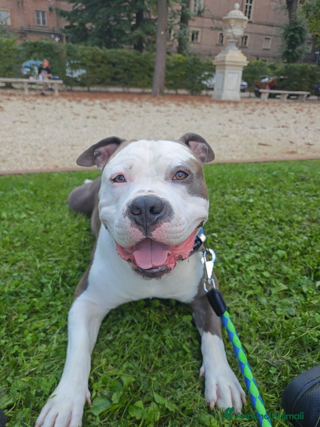 Pitbull cani per accoppiamento: Monta - Annuncio 7