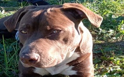 Bull Terrier cani in regalo: APACHE, cucciolo di American Pit Bull Terrier a Provincia di Latina - Immagine 9