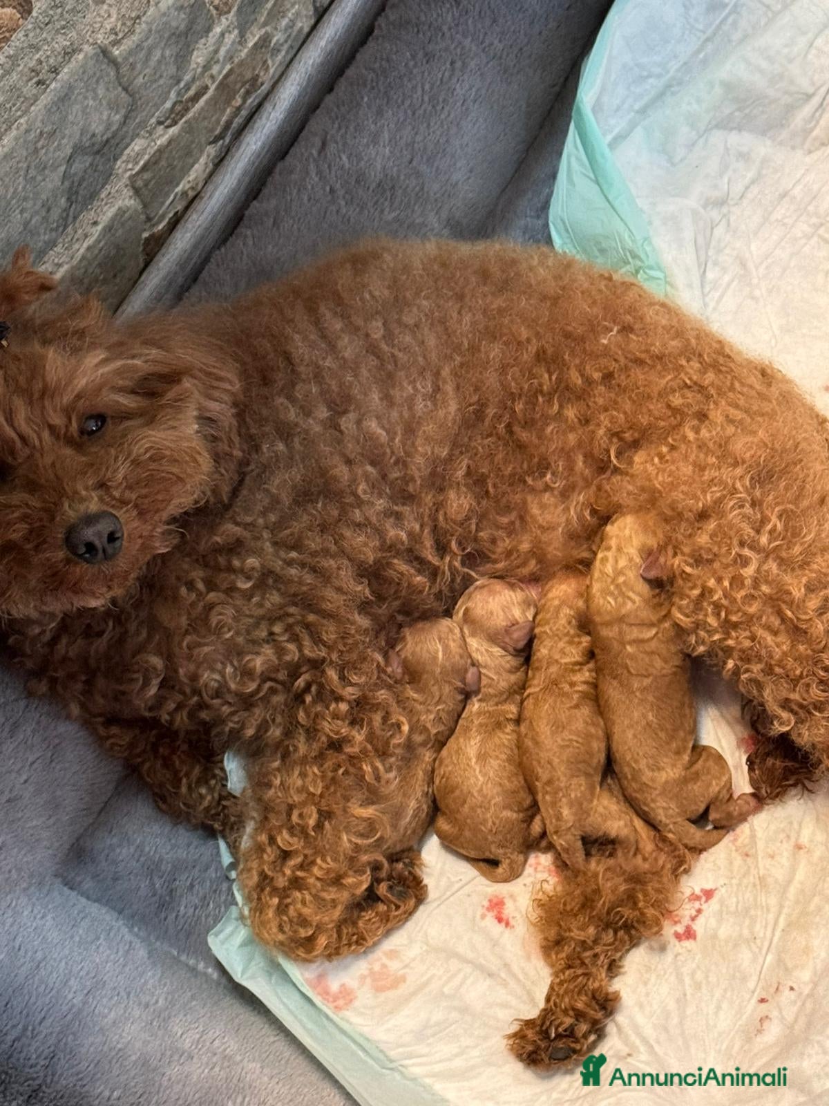Barboncino cani Barboncino  con Pedigree affare - Annuncio 5