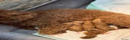Barboncino cani in vendita: Barboncino  con Pedigree affare - Annuncio 1