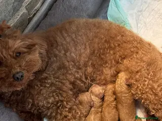 Barboncino cani Barboncino con Pedigree affare - Annuncio 5
