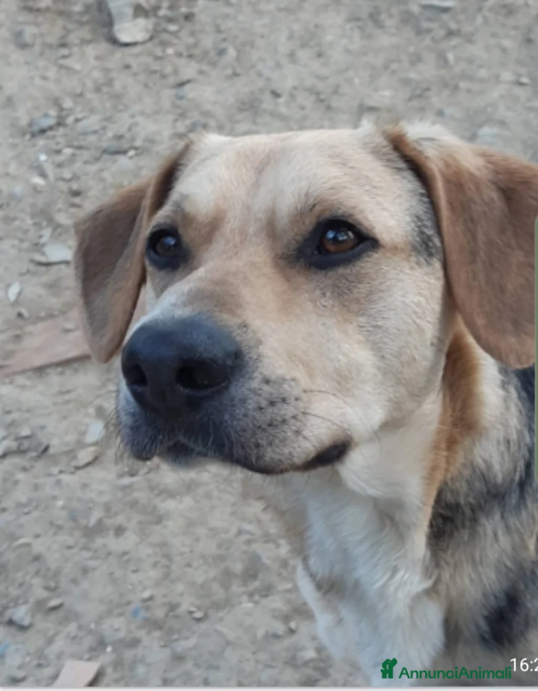 Meticcio cani in regalo: Mix Beagle/pastorino 3anni e 1/2 ok gatti.PISTOIA - Annuncio 2