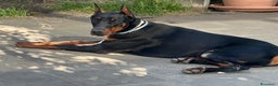 Dobermann cani in vendita: Cucciolata Dobermann Messina - Annuncio 6