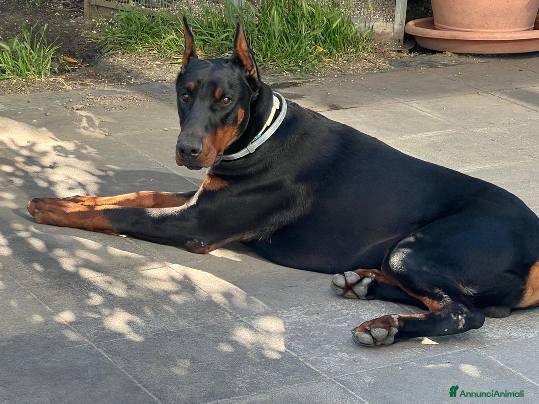 Dobermann cani in vendita: Cucciolata Dobermann Messina - Annuncio 6