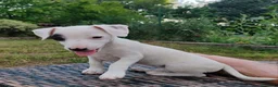Jack Russell cani in vendita: ULTIMI DUE CUCCIOLI - Annuncio 6