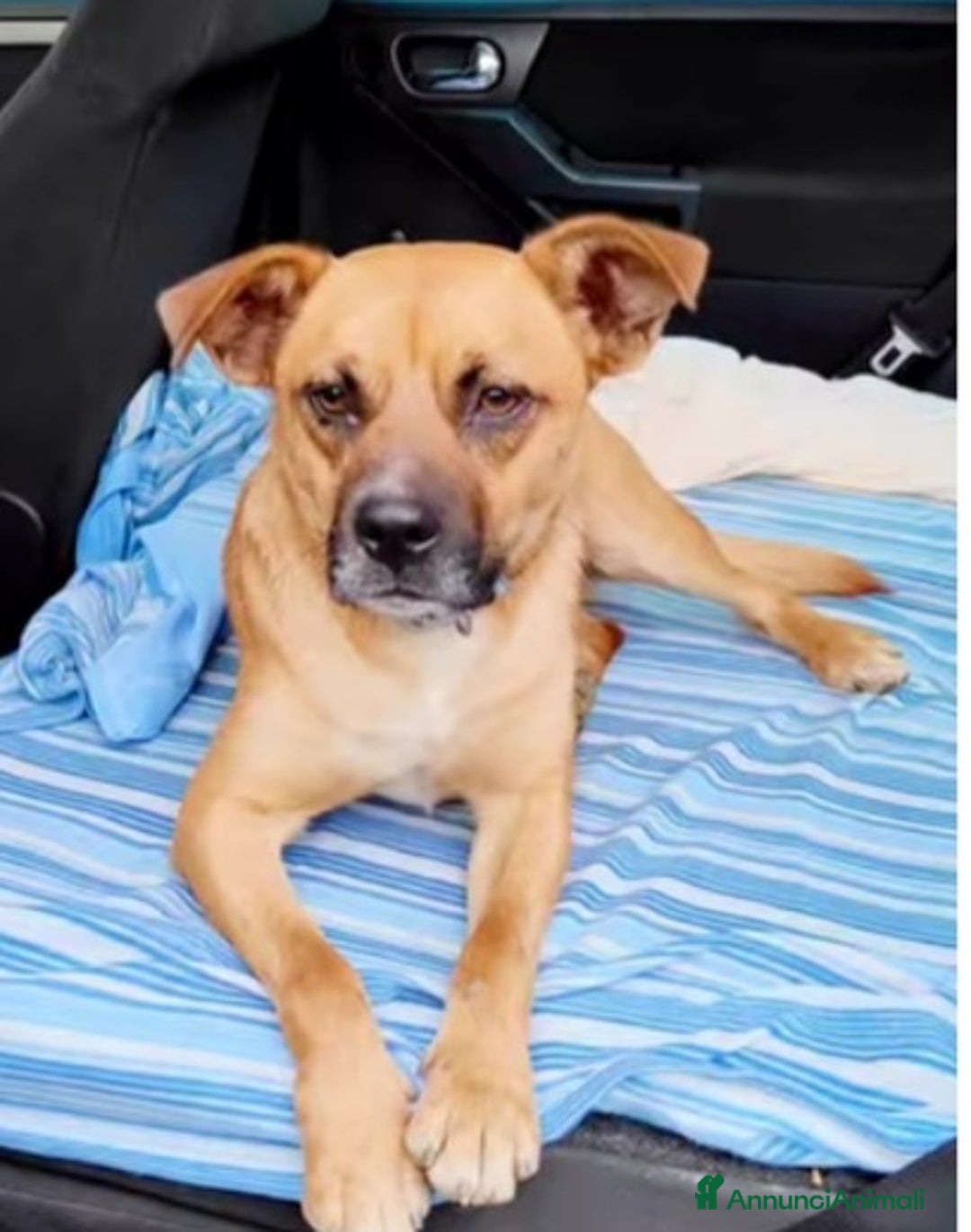 Meticcio cani in regalo: 1anno SALITO A MILANO E TORNATO IN CALABRIA!SOS a Città metropolitana di Milano - Annuncio 5