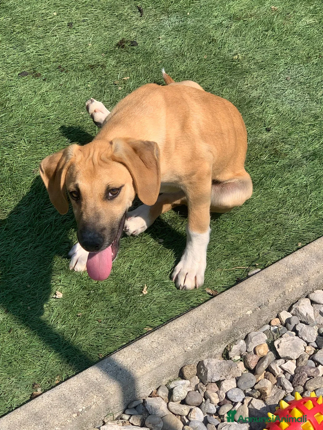 Meticcio cani in regalo: Franck  - Annuncio 1