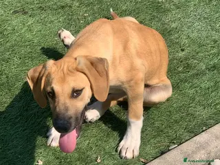 Meticcio cani Franck - Annuncio 3